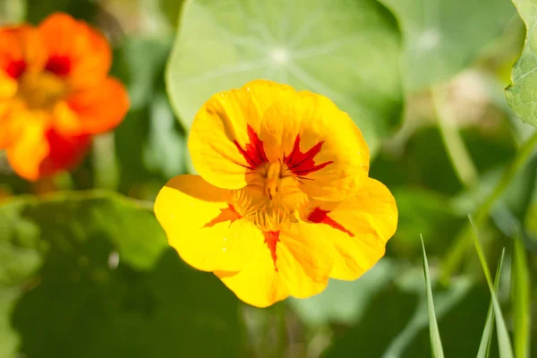 Vacker blomma nasturtium lämnar i trädgården på Teneriffa. Ätliga växter — Stockfoto