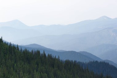 Ukrayna Karpatlar Ladin ormanda. Sürdürülebilir açık ekosistem