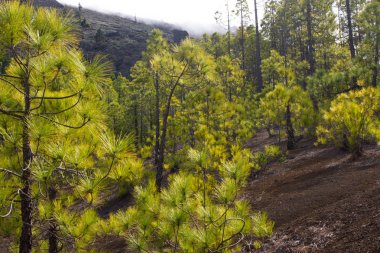 Çam ormanı ile güneşli yaz günü güzel Panoraması. İğne yapraklı ağaçlar. Sürdürülebilir ekosistem. Tenerife, Teide yanardağı, Kanarya Adaları, İspanya