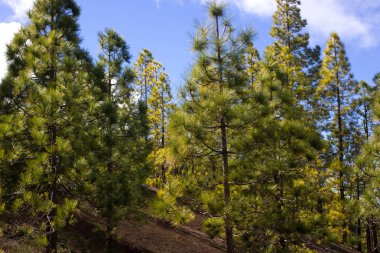 Çam ormanı ile güneşli yaz günü güzel Panoraması. İğne yapraklı ağaçlar. Sürdürülebilir ekosistem. Tenerife, Teide yanardağı, Kanarya Adaları, İspanya