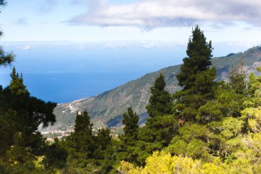 Çam ormanı ile güneşli yaz günü güzel Panoraması. İğne yapraklı ağaçlar. Sürdürülebilir ekosistem. Tenerife, Teide yanardağı, Kanarya Adaları, İspanya