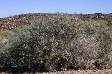 Lobos kurak bölge Adası, Kanarya, İspanya. Launaea arborescens bitki örtüsü