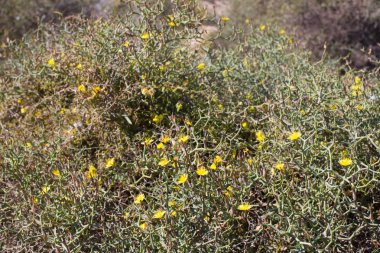 Lobos kurak bölge Adası, Kanarya, İspanya. Launaea arborescens bitki örtüsü