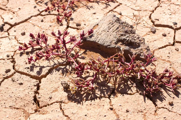 Cracked soil with pink plant. Dry desert