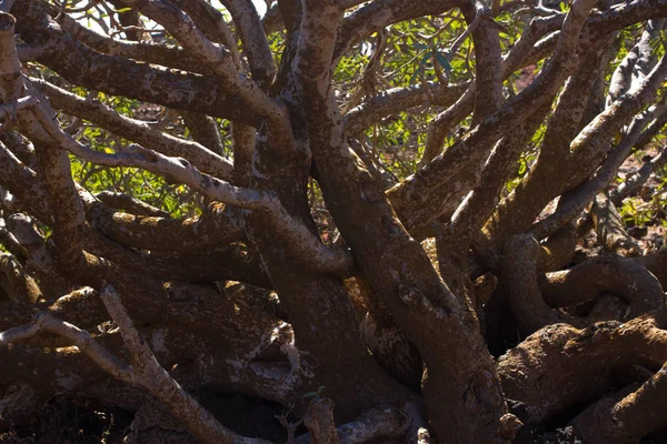 Arid territory of Lobos island, Canary, Spain. Euphorbia balsamifera plant. Tabaiba dulce. Lanzarote — Stock Photo, Image