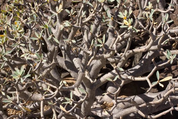 Arid grondgebied Lobos eiland, Canarische, Spanje. Euphorbia balsamifera plant. Tabaiba dulce. Lanzarote — Stockfoto