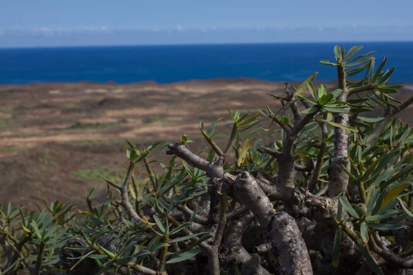 Territorio árido de la isla Lobos, Canarias, España. Euphorbia planta balsamifera. Tabaiba dulce. Lanzarote — Foto de Stock