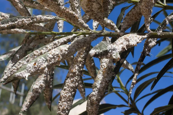 Hojas de olivo densamente cubiertas con insectos de escamas. Mealybug harinoso . — Foto de Stock