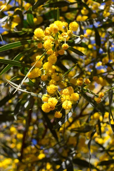 Bola amarela de flores de mimosa. Dia da mulher, 8 de março — Fotografia de Stock