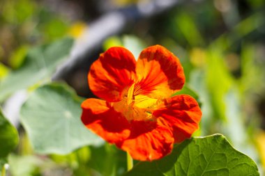 Güzel çiçek nasturtium bahçede Tenerife adasında bırakır. Yenilebilir bitki