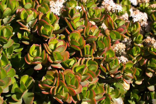 Geldboom met roze bloemen. Crassula ovata. Stonecrops, sappige — Stockfoto