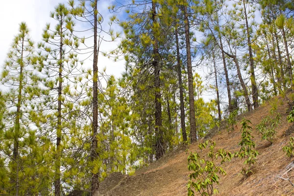 Gyönyörű panorámával a fenyves erdő, napsütéses nyári napon. Tűlevelű fák. Ökoszisztéma fenntarthatósága. Tenerife, Teide vulkán, Kanári-szigetek, Spanyolország — Stock Fotó