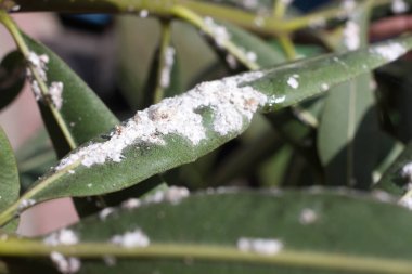 Zakkum ölçek böcekler ile yoğun kapalı bırakır. Mealy mealybug.