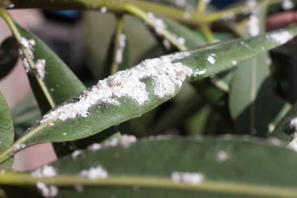 Листья Олеандра плотно покрыты чешуйчатыми насекомыми. Mealy mealybug . — стоковое фото