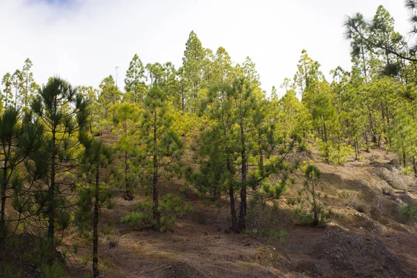 Bellissimo panorama di pineta con soleggiata giornata estiva. Conifere. Ecosistema sostenibile. Tenerife, Vulcano Teide, Isole Canarie, Spagna — Foto Stock