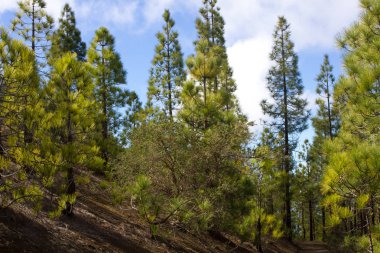 Çam ormanı ile güneşli yaz günü güzel Panoraması. İğne yapraklı ağaçlar. Sürdürülebilir ekosistem. Tenerife, Teide yanardağı, Kanarya Adaları, İspanya