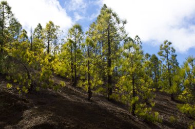 Çam ormanı ile güneşli yaz günü güzel Panoraması. İğne yapraklı ağaçlar. Sürdürülebilir ekosistem. Tenerife, Teide yanardağı, Kanarya Adaları, İspanya