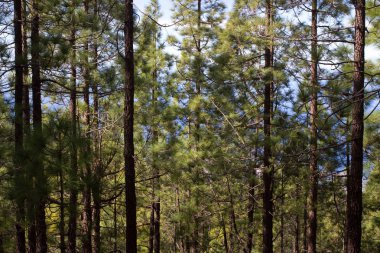 Çam ormanı ile güneşli yaz günü güzel Panoraması. İğne yapraklı ağaçlar. Sürdürülebilir ekosistem. Tenerife, Teide yanardağı, Kanarya Adaları, İspanya