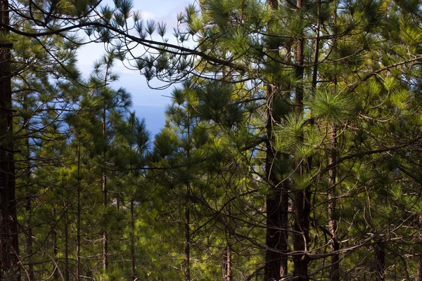 Çam ormanı ile güneşli yaz günü güzel Panoraması. İğne yapraklı ağaçlar. Sürdürülebilir ekosistem. Tenerife, Teide yanardağı, Kanarya Adaları, İspanya