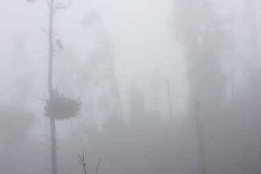 Pinus canariensis. Tenerife, İspanya, kış hava puslu sisli orman