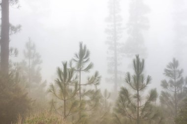 Pinus canariensis. Tenerife, İspanya, kış hava puslu sisli orman