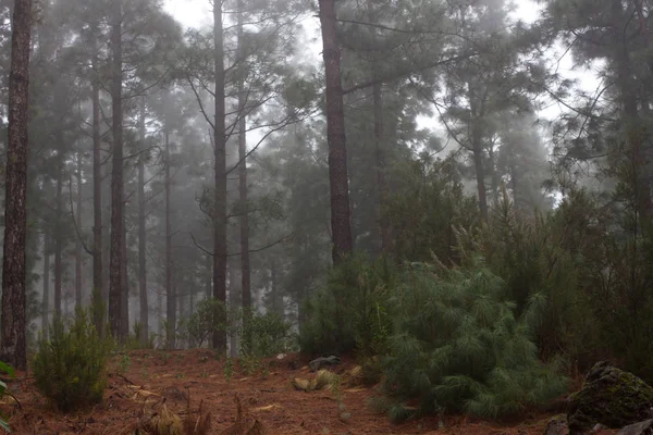 Fenyő. Tenerife, Spanyolország, téli időjárás-párás ködös erdő — Stock Fotó