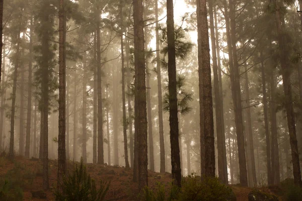 Pinus canariensis. Foresta nebbiosa nebbiosa a Tenerife, Spagna, tempo invernale — Foto Stock