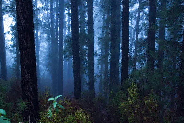 Pinus canariensis. Forêt brumeuse brumeuse à Tenerife, Espagne, temps d'hiver — Photo