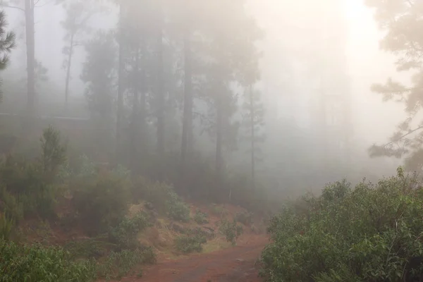 Pinus canariensis. Foresta nebbiosa nebbiosa a Tenerife, Spagna, tempo invernale — Foto Stock