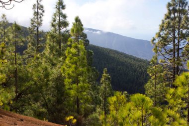 Çam ormanı ile güneşli yaz günü güzel Panoraması. İğne yapraklı ağaçlar. Sürdürülebilir ekosistem. Tenerife, Teide yanardağı, Kanarya Adaları, İspanya