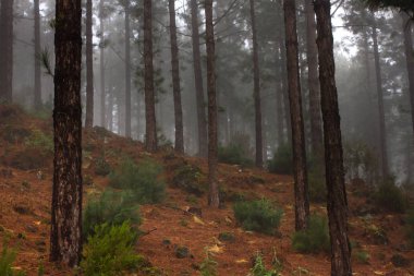 Pinus canariensis. Tenerife, İspanya, kış hava puslu sisli orman