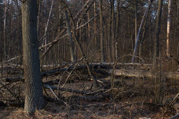 Kiefernstumpf, Folge von Baumfällungen. Totale Entwaldung, abgeholzte Wälder — Stockfoto