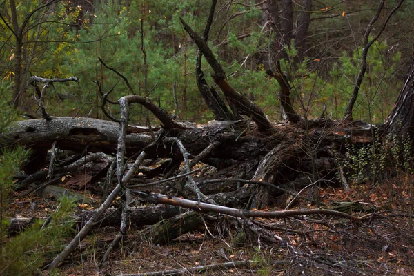 Pine stubbe, resultatet av trädfällning. Totala avskogning, skära skog — Stockfoto