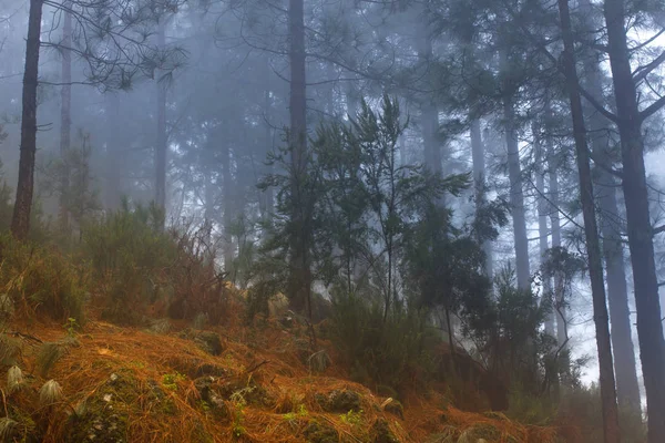 Pinus canariensis. Forêt brumeuse brumeuse à Tenerife, Espagne, temps d'hiver — Photo