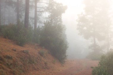 Pinus canariensis. Tenerife, İspanya, kış hava puslu sisli orman