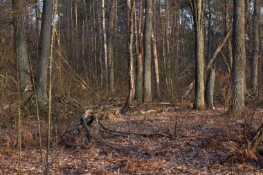 Çam stump, ağaç felling sonucudur. Toplam ormansızlaşma, orman kesme