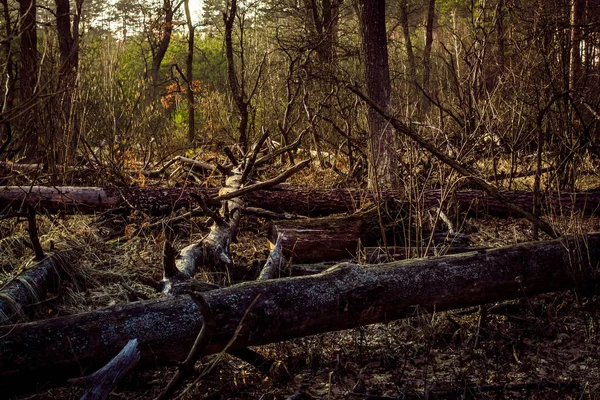 Kiefernstumpf, Folge von Baumfällungen. Totale Entwaldung, abgeholzte Wälder — Stockfoto