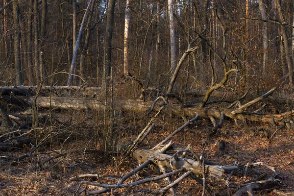 Fenyő stump, fakivágás eredményét. Teljes erdőirtás, vágott erdő — Stock Fotó