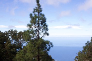 Çam ormanı ile güneşli yaz günü güzel Panoraması. İğne yapraklı ağaçlar. Sürdürülebilir ekosistem. Tenerife, Teide yanardağı, Kanarya Adaları, İspanya
