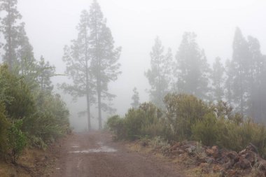 Pinus canariensis. Tenerife, İspanya, kış hava puslu sisli orman