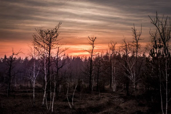 Beau panorama de pinède avec journée d'été. Des conifères. Écosystème durable — Photo