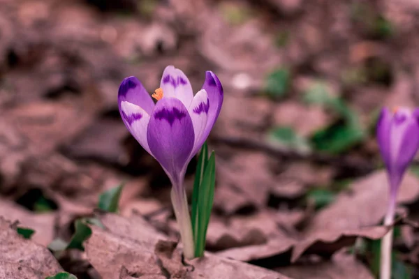 Crocus heuffelianus flores púrpura, foto vintage. Primavera, plantas de onagra — Foto de Stock