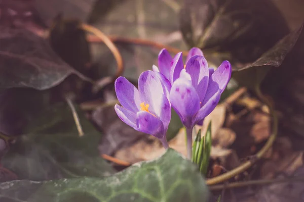 Crocus heuffelianus mor çiçekler, vintage fotoğraf. Bahar zamanı, primrose bitkiler — Stok fotoğraf