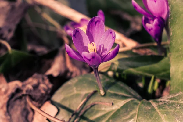 Crocus heuffelianus mor çiçekler, vintage fotoğraf. Bahar zamanı, primrose bitkiler — Stok fotoğraf