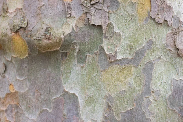 Color bark of sycamore tree. Background green military platanus wood details