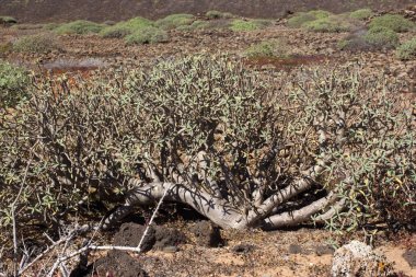 Lobos kurak bölge Adası, Kanarya, İspanya. Atatürk balsamifera bitki. Tabaiba dulce. Lanzarote