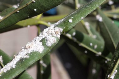 Oleander leaves densely covered with scale insects. Mealy mealybug. clipart