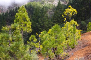 Çam ormanı ile güneşli yaz günü güzel Panoraması. İğne yapraklı ağaçlar. Sürdürülebilir ekosistem. Tenerife, Teide yanardağı, Kanarya Adaları, İspanya