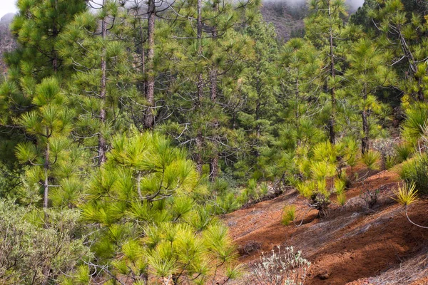 Schöne Aussicht auf Kiefernwald mit sonnigem Sommertag. Nadelbäume. nachhaltiges Ökosystem. Teneriffa, Teide Vulkan, Kanarische Inseln, Spanien — Stockfoto