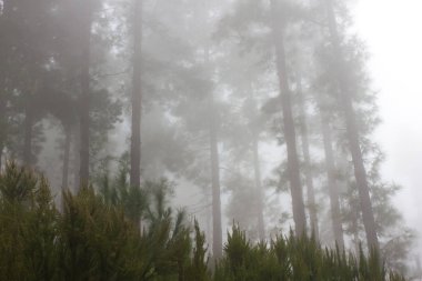 Pinus canariensis. Tenerife, İspanya, kış hava puslu sisli orman